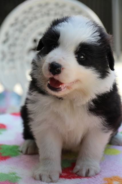 子犬の黒白の毛色と明るい表情が魅力的な1か月の子犬です。.