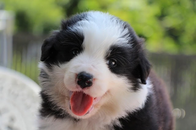 子犬のアップ写真、黒と白の毛色と青い目が魅力的です。.