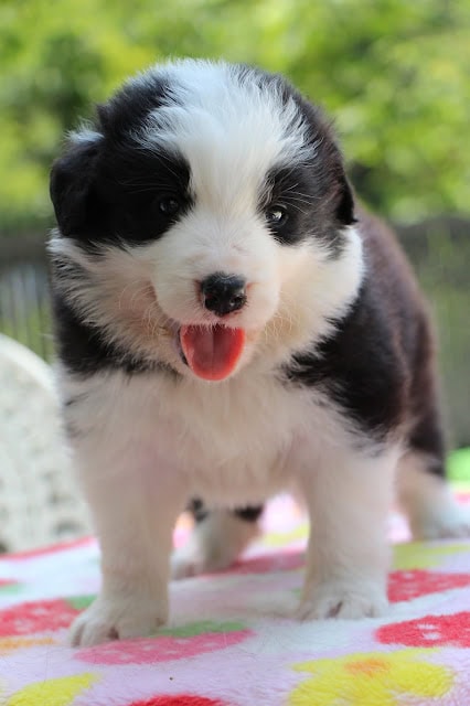 子犬のアップ写真、黒と白の毛色が特徴的です。.