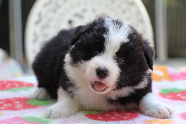 子犬の黒白模様の子犬のアップ写真.