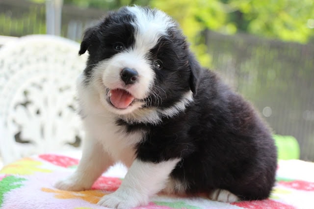 子犬の黒白の毛並みと笑顔が魅力的な1か月の子犬です.