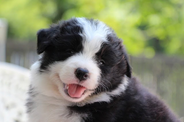 生後1か月の可愛い黒白の子犬のアップ写真.