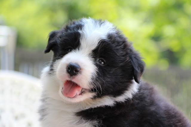 子犬のアップ写真、黒白の毛色と明るい表情が魅力的です.