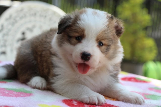 子犬のアップ写真、かわいらしい表情とふわふわの毛並みが魅力的です。.