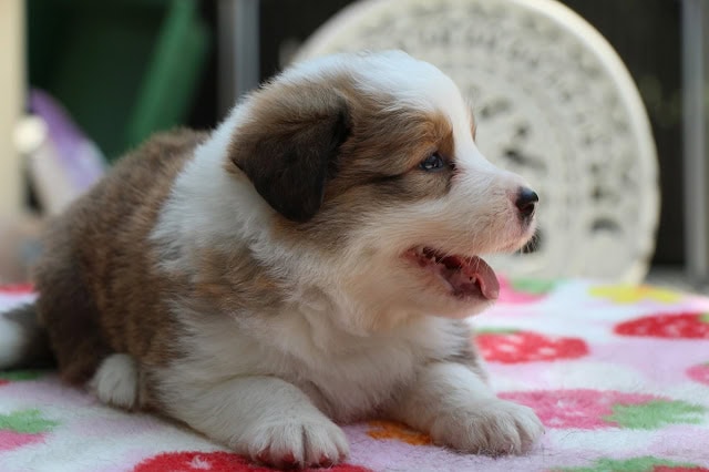 子犬のアップ写真、ふわふわの毛と明るい目が特徴です。.