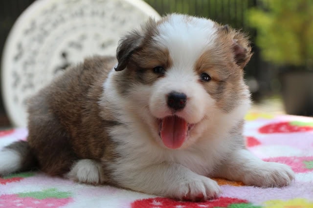 生後1か月のかわいい子犬の写真.