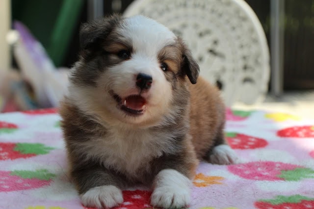 子犬のかわいい表情とふわふわの毛並み.