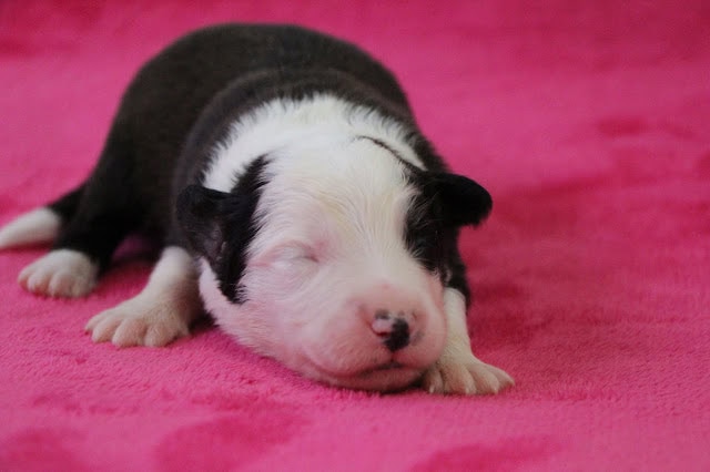 赤ちゃん犬がピンクの毛布の上で眠っています。.