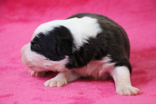 子犬の黒白の子犬がピンクの背景に横たわる.