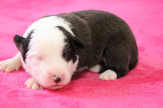 子犬がピンクの毛布の上で眠っている様子.