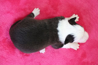 子犬の生後1週間の様子を撮影した写真です。.