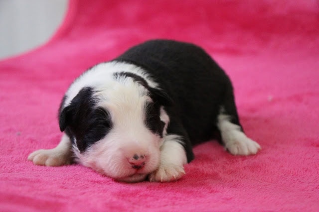 子犬のかわいい黒白の子犬がピンクの毛布の上で眠っています。.