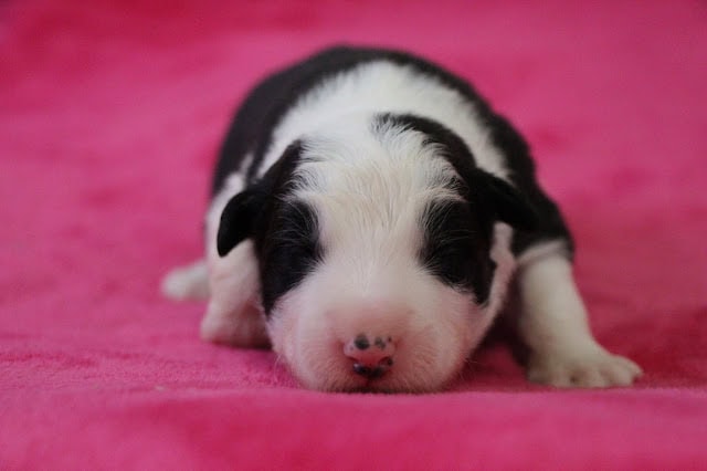 子犬の子猫の寝顔とピンクの背景.