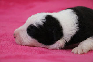 子犬がピンクの毛布の上で眠っている様子.