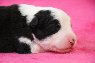 子犬がピンクの毛布の上で眠っている様子.