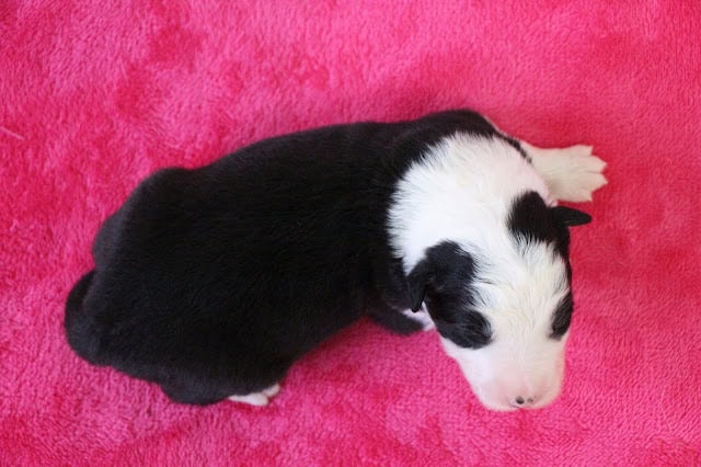 子犬の親子の写真、ピンクの毛布の上で寝ている姿です。.