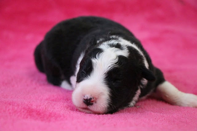 生後1週間の子犬のかわいい写真です。黒と白の毛色が特徴的な新生児犬です。.