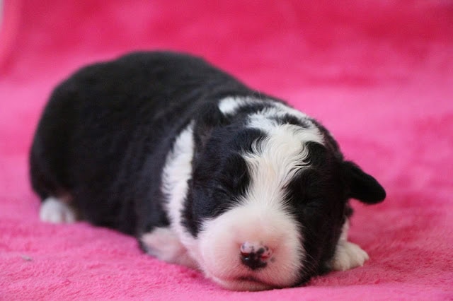 生後1週間の黒白の子犬がピンクの毛布の上で眠っています.