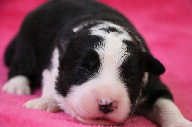 子犬の生後1週間のかわいい瞬間.