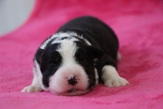 子犬の生後1週間のかわいい写真.