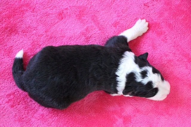 子犬の横顔と毛並みを鮮明に捉えた写真です。.