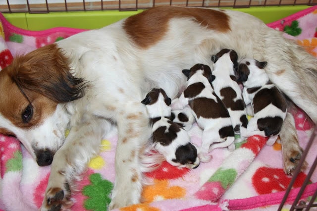 母犬と子犬たちのかわいい親子写真.