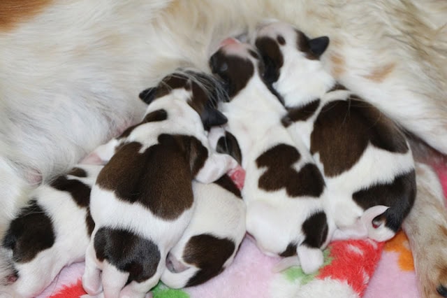 生まれたばかりのダイアの子犬たちの写真.