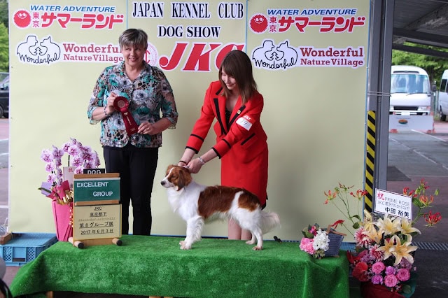犬のショーで受賞したジャック・ラッセル・テリアの子犬と飼い主さん.