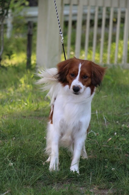 犬がリードにつながれて草の上に立っている.