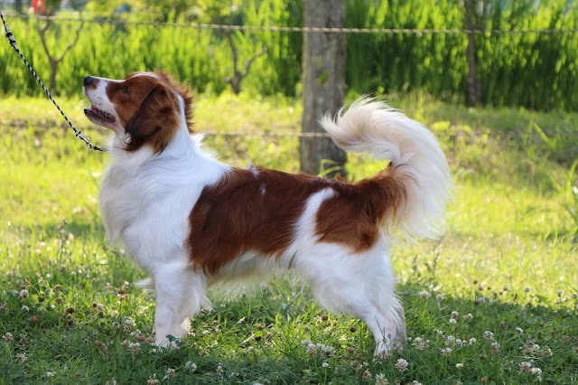 犬の散歩, 緑の公園でリードを持つ犬と飼い主の風景。.