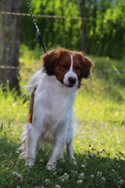 柴犬がリードにつながれて草原に立つ様子.