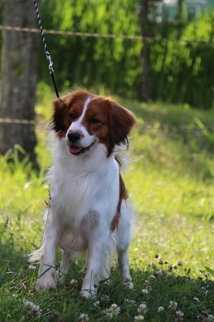 公園でリードにつながれた犬のアップ写真.