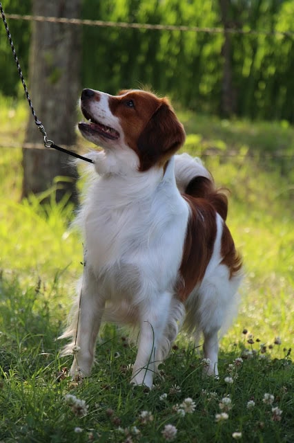 犬のリードをつけたジャックラッセルテリア、自然の中で遊ぶ様子.