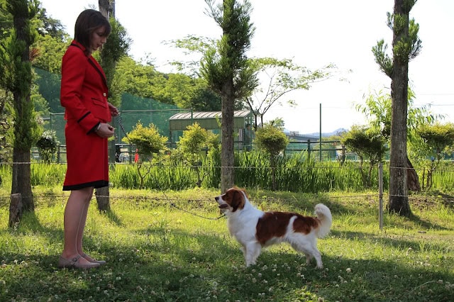 女性と犬が公園で遊んでいる様子の写真.