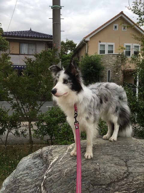 犬のハッピーバースデークイニー×エクリプス.
