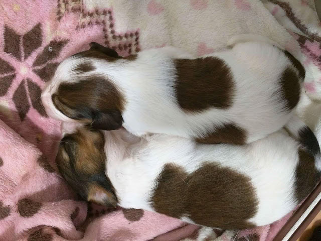 子犬が毛布の上で寄り添って眠るかわいいシーン.