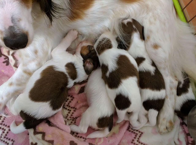 母犬と子犬たちの親子の温かい交流シーン.