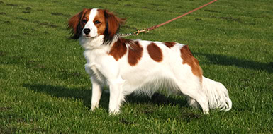 犬の散歩を楽しむジャック・ラッセル・テリア.