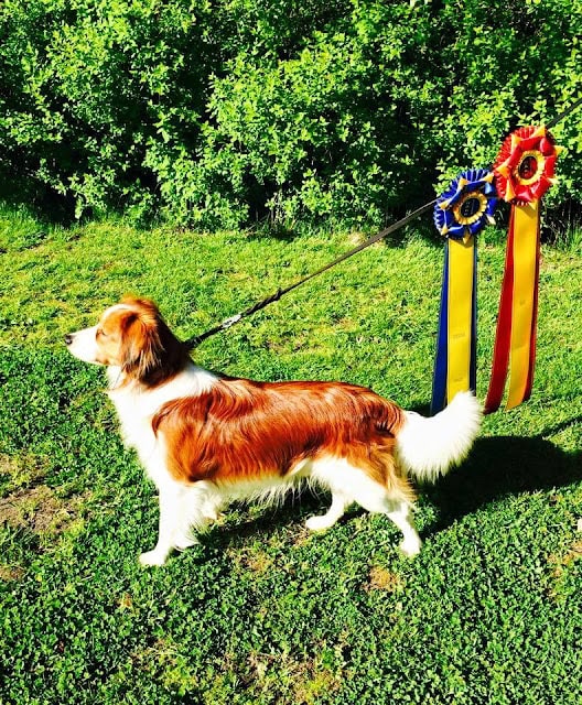 犬が賞品のリボンとともに屋外でポーズ.