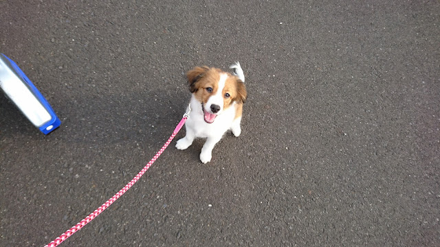 犬の散歩中のジャックラッセルテリアの子犬.