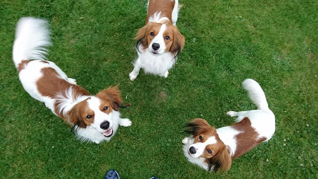緑の芝生の上にいる3匹のかわいい犬たち.