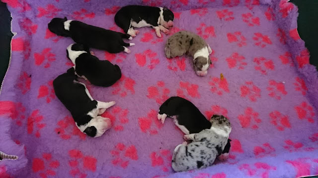 子犬の新生児たちがピンクの毛布の上で寝ています.