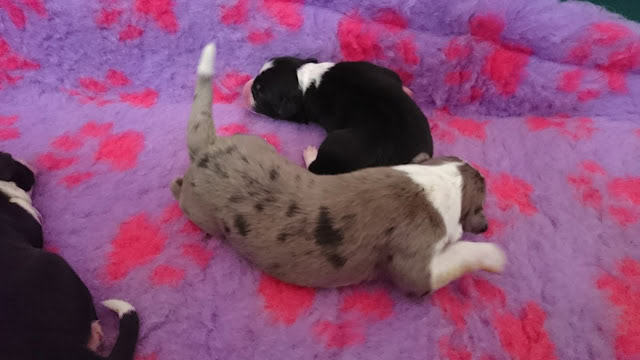 子犬が新しい家族の一員として誕生した瞬間を捉えた写真です。.