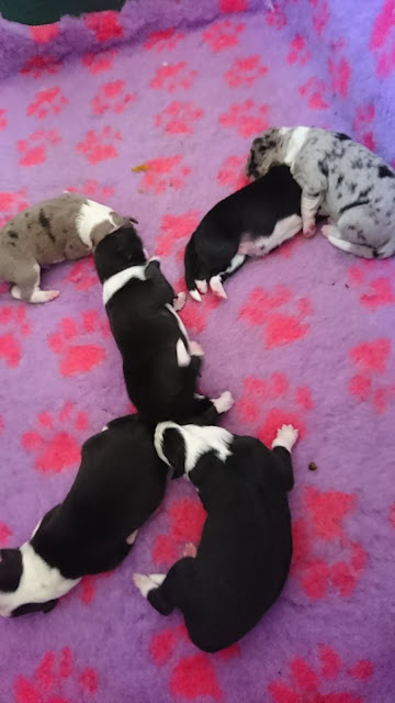 子犬たちが柔らかいピンクと紫の毛布の上で遊んでいます。.