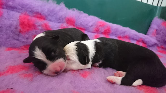 子犬が母親のそばで眠っている様子を捉えた写真です。.