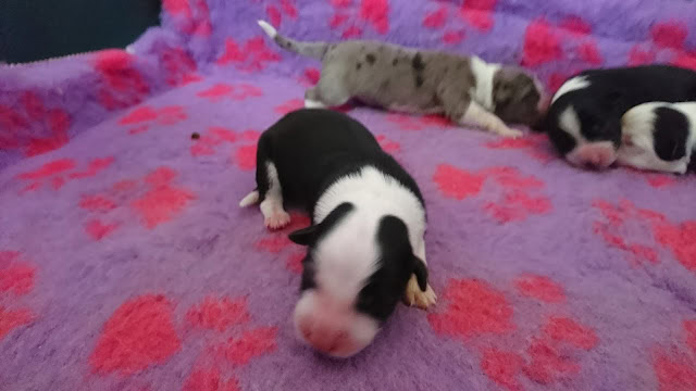 母犬と子犬たちのかわいい誕生シーン.