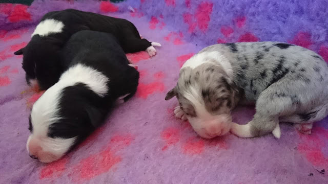 子犬の赤ちゃんが仲良く眠る様子を捉えた写真です。.