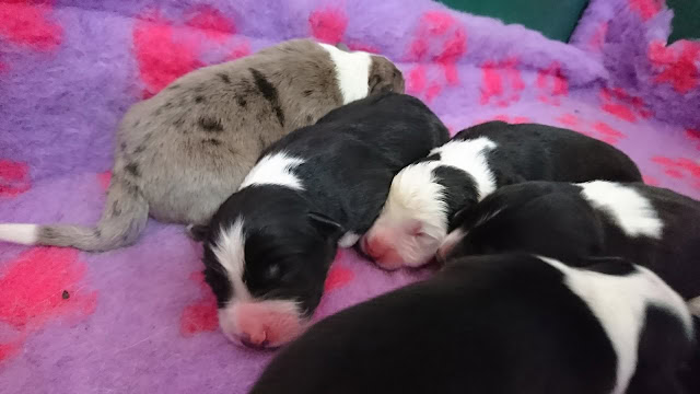 子犬の赤ちゃんが毛布の上で眠る様子.