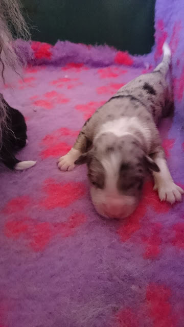 子犬の誕生を祝うかわいい瞬間.