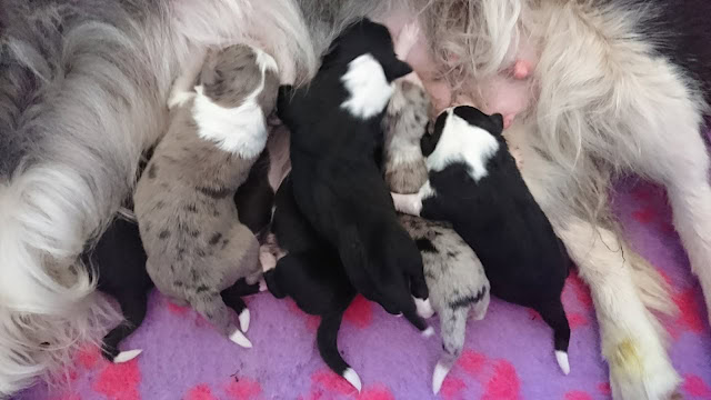 母犬と新生児子犬たちのかわいい瞬間.